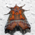 Zimteule